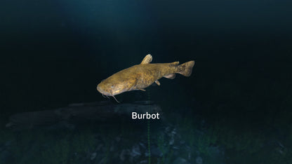 Buy Ultimate Fishing Simulator - New Fish Species DLC Steam Key Default Title Steam key – fast digital delivery | Volt Keys
