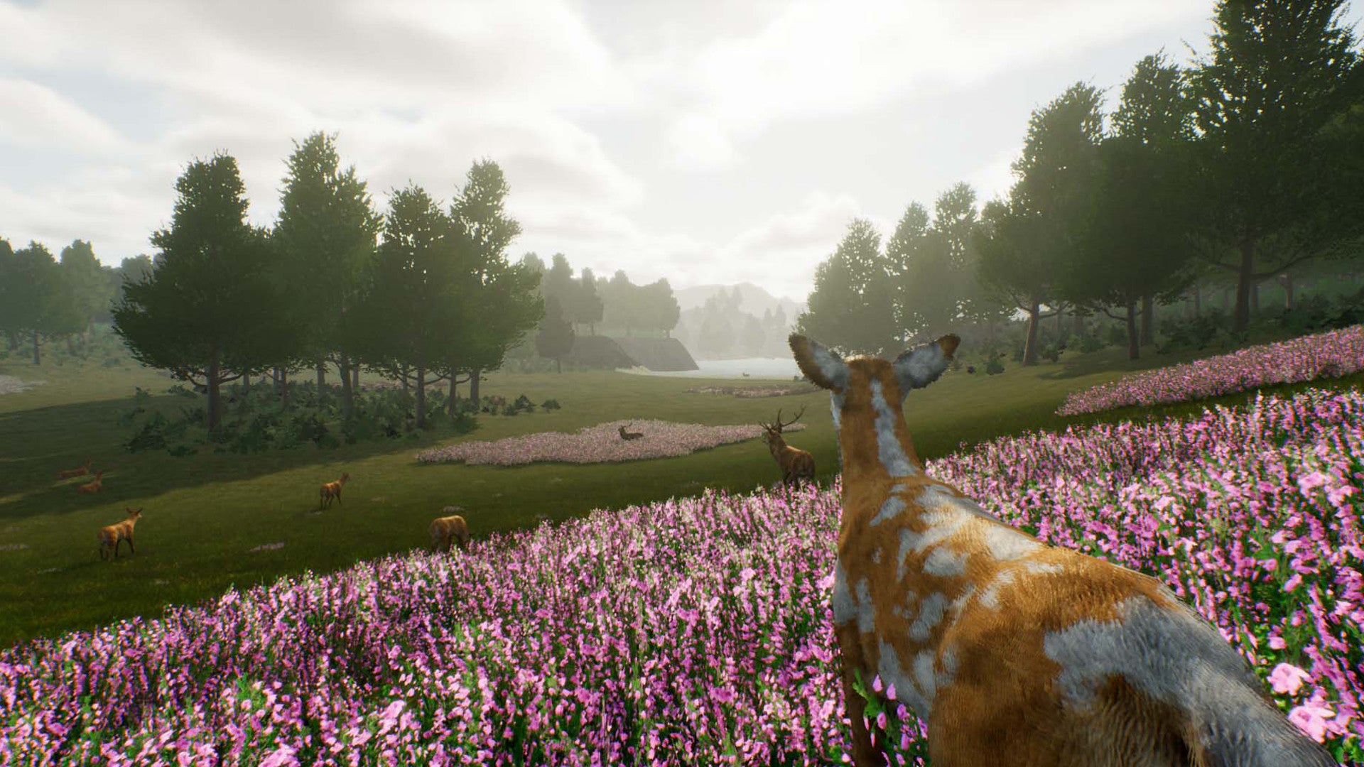 Buy Deer Journey Steam Key Default Title Steam key – fast digital delivery | Volt Keys